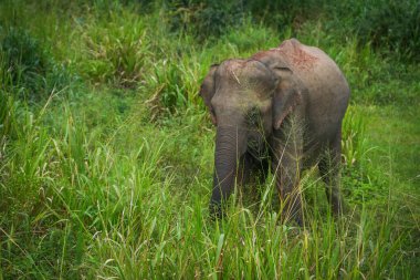 Vahşi fil Hurulu Eco Park, Havarana, Sri Lanka, Asya 'da besleniyor. Vahşi Fil Safarisi.