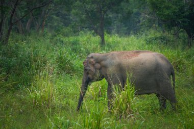 Vahşi fil Hurulu Eco Park, Havarana, Sri Lanka, Asya 'da besleniyor. Vahşi Fil Safarisi.