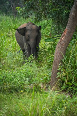 Vahşi fil Hurulu Eco Park, Havarana, Sri Lanka, Asya 'da besleniyor. Vahşi Fil Safarisi.