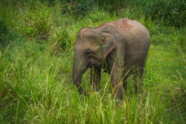 Vahşi fil Hurulu Eco Park, Havarana, Sri Lanka, Asya 'da besleniyor. Vahşi Fil Safarisi.