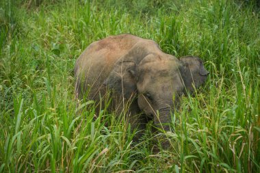 Vahşi fil Hurulu Eco Park, Havarana, Sri Lanka, Asya 'da besleniyor. Vahşi Fil Safarisi.