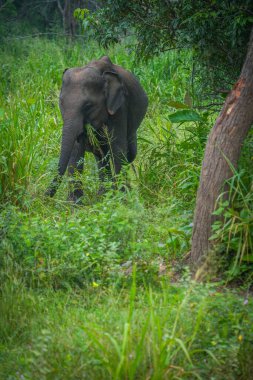 Vahşi fil Hurulu Eco Park, Havarana, Sri Lanka, Asya 'da besleniyor. Vahşi Fil Safarisi.