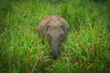 Vahşi fil Hurulu Eco Park, Havarana, Sri Lanka, Asya 'da besleniyor. Vahşi Fil Safarisi.