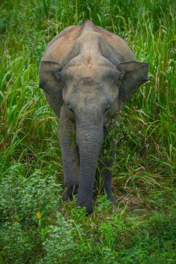 Vahşi fil Hurulu Eco Park, Havarana, Sri Lanka, Asya 'da besleniyor. Vahşi Fil Safarisi.