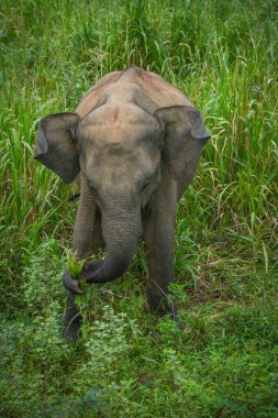Vahşi fil Hurulu Eco Park, Havarana, Sri Lanka, Asya 'da besleniyor. Vahşi Fil Safarisi.