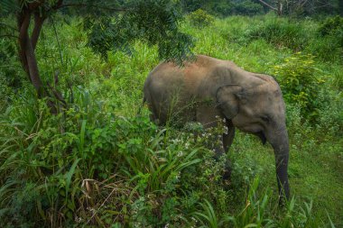 Vahşi fil Hurulu Eco Park, Havarana, Sri Lanka, Asya 'da besleniyor. Vahşi Fil Safarisi.