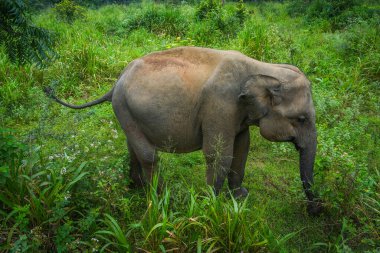 Vahşi fil Hurulu Eco Park, Havarana, Sri Lanka, Asya 'da besleniyor. Vahşi Fil Safarisi.
