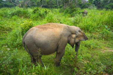Vahşi fil Hurulu Eco Park, Havarana, Sri Lanka, Asya 'da besleniyor. Vahşi Fil Safarisi.