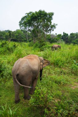 Vahşi fil Hurulu Eco Park, Havarana, Sri Lanka, Asya 'da besleniyor. Vahşi Fil Safarisi.