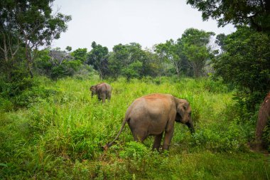 Vahşi fil Hurulu Eco Park, Havarana, Sri Lanka, Asya 'da besleniyor. Vahşi Fil Safarisi.
