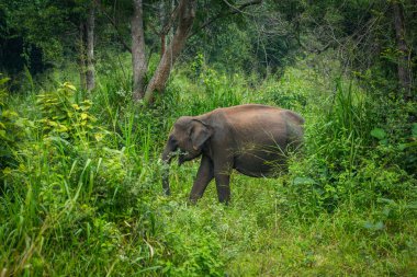 Vahşi fil Hurulu Eco Park, Havarana, Sri Lanka, Asya 'da besleniyor. Vahşi Fil Safarisi.