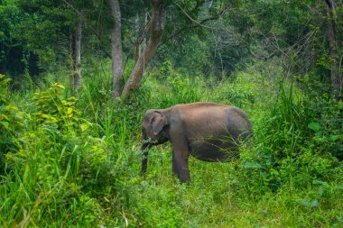 Vahşi fil Hurulu Eco Park, Havarana, Sri Lanka, Asya 'da besleniyor. Vahşi Fil Safarisi.