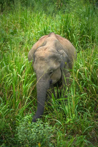 Vahşi fil Hurulu Eco Park, Havarana, Sri Lanka, Asya 'da besleniyor. Vahşi Fil Safarisi.