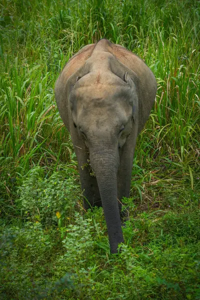 Vahşi fil Hurulu Eco Park, Havarana, Sri Lanka, Asya 'da besleniyor. Vahşi Fil Safarisi.