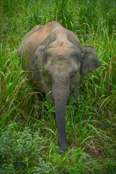 Vahşi fil Hurulu Eco Park, Havarana, Sri Lanka, Asya 'da besleniyor. Vahşi Fil Safarisi.