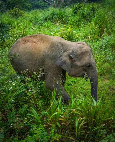 Vahşi fil Hurulu Eco Park, Havarana, Sri Lanka, Asya 'da besleniyor. Vahşi Fil Safarisi.