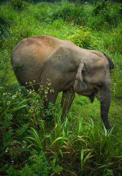 Vahşi fil Hurulu Eco Park, Havarana, Sri Lanka, Asya 'da besleniyor. Vahşi Fil Safarisi.