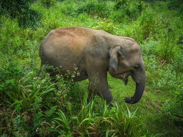 Vahşi fil Hurulu Eco Park, Havarana, Sri Lanka, Asya 'da besleniyor. Vahşi Fil Safarisi.