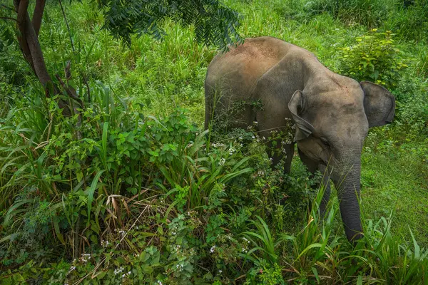 Vahşi fil Hurulu Eco Park, Havarana, Sri Lanka, Asya 'da besleniyor. Vahşi Fil Safarisi.