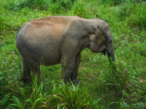 Vahşi fil Hurulu Eco Park, Havarana, Sri Lanka, Asya 'da besleniyor. Vahşi Fil Safarisi.