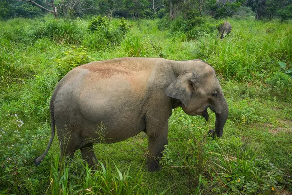 Vahşi fil Hurulu Eco Park, Havarana, Sri Lanka, Asya 'da besleniyor. Vahşi Fil Safarisi.