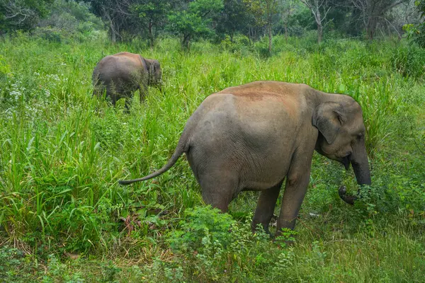 Vahşi fil Hurulu Eco Park, Havarana, Sri Lanka, Asya 'da besleniyor. Vahşi Fil Safarisi.