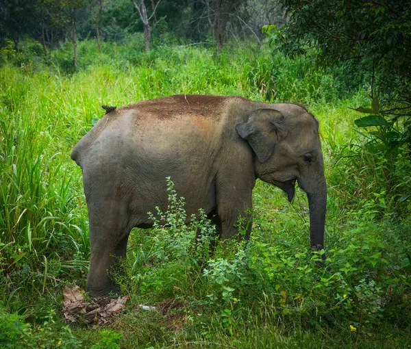 Vahşi fil Hurulu Eco Park, Havarana, Sri Lanka, Asya 'da besleniyor. Vahşi Fil Safarisi.