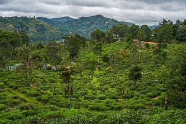Ella, Sri Lanka, Asya 'daki Little Adams tepesinden panoramik manzara