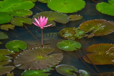 Pembe nilüfer nilüfer tarlasının ortasındaki gölette. Arka plan nilüfer yaprağı, pembe nilüfer çiçeği, gölette nilüfer tomurcuğu..