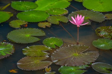 Pembe nilüfer nilüfer tarlasının ortasındaki gölette. Arka plan nilüfer yaprağı, pembe nilüfer çiçeği, gölette nilüfer tomurcuğu..