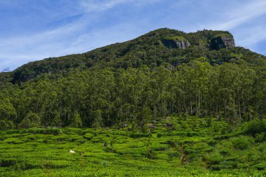  Nuwara Eliya 'nın Sri Lanka' daki çay çiftliği. Nuwara Eliya, Sri Lanka 'da çay ekimi ve üretimi için en önemli yerdir..