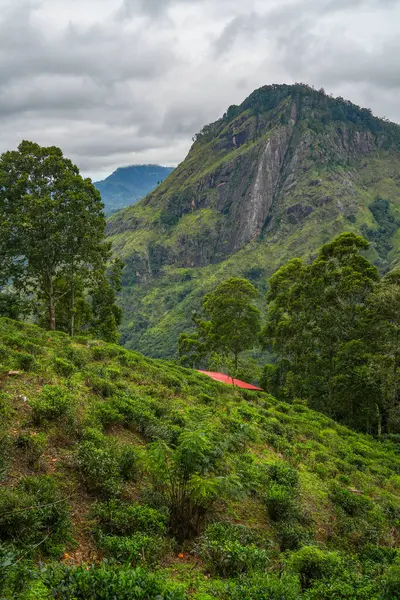 Ella, Sri Lanka, Asya 'daki Little Adams tepesinden panoramik manzara
