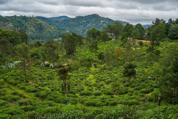 Ella, Sri Lanka, Asya 'daki Little Adams tepesinden panoramik manzara