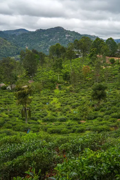 Ella, Sri Lanka, Asya 'daki Little Adams tepesinden panoramik manzara