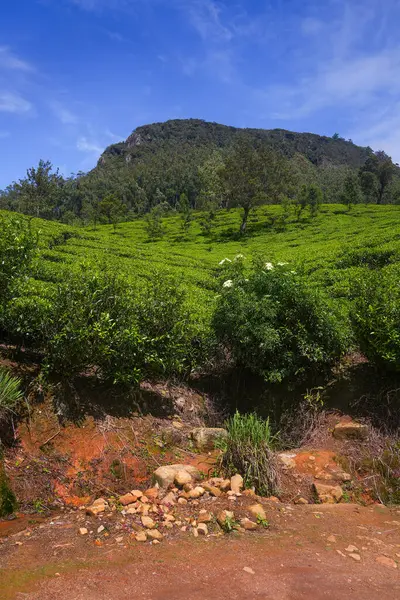  Nuwara Eliya 'nın Sri Lanka' daki çay çiftliği. Nuwara Eliya, Sri Lanka 'da çay ekimi ve üretimi için en önemli yerdir..