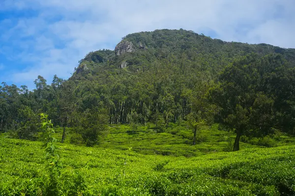  Nuwara Eliya 'nın Sri Lanka' daki çay çiftliği. Nuwara Eliya, Sri Lanka 'da çay ekimi ve üretimi için en önemli yerdir..