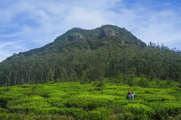  Nuwara Eliya 'nın Sri Lanka' daki çay çiftliği. Nuwara Eliya, Sri Lanka 'da çay ekimi ve üretimi için en önemli yerdir..