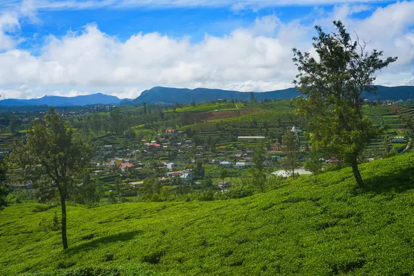  Nuwara Eliya 'nın Sri Lanka' daki çay çiftliği. Nuwara Eliya, Sri Lanka 'da çay ekimi ve üretimi için en önemli yerdir..