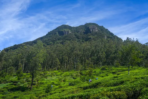  Nuwara Eliya 'nın Sri Lanka' daki çay çiftliği. Nuwara Eliya, Sri Lanka 'da çay ekimi ve üretimi için en önemli yerdir..