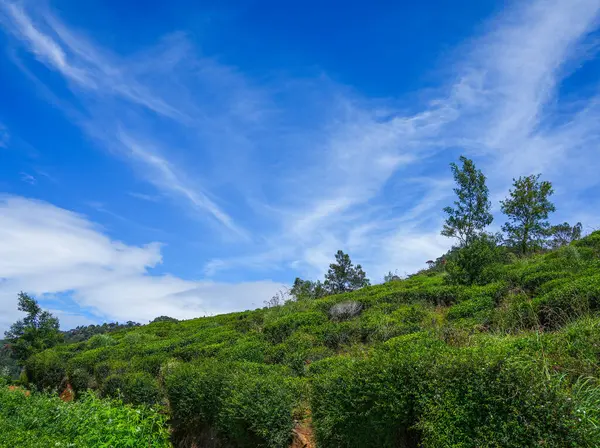  Nuwara Eliya 'nın Sri Lanka' daki çay çiftliği. Nuwara Eliya, Sri Lanka 'da çay ekimi ve üretimi için en önemli yerdir..