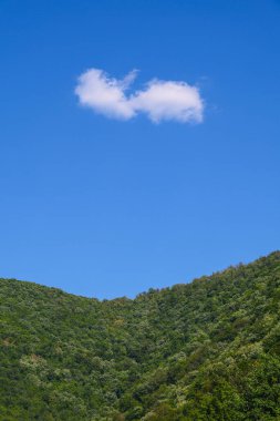  Yeşil dağ ormanının üzerinde yalnız beyaz bir bulut. Yaz ormanı manzarası. Mavi gökyüzünde beyaz bulut