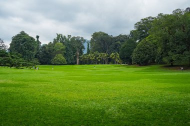Kandy, Sri Lanka 'daki Peradeniya Kraliyet Botanik Bahçesi