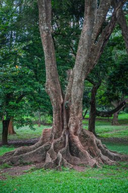 Kandy, Sri Lanka 'daki Peradeniya Kraliyet Botanik Bahçesi