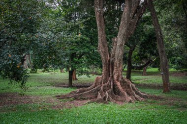 Kandy, Sri Lanka 'daki Peradeniya Kraliyet Botanik Bahçesi