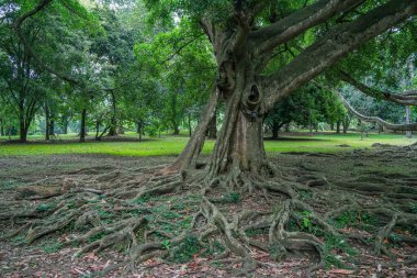 Kandy, Sri Lanka 'daki Peradeniya Kraliyet Botanik Bahçesi