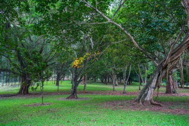 Kandy, Sri Lanka 'daki Peradeniya Kraliyet Botanik Bahçesi