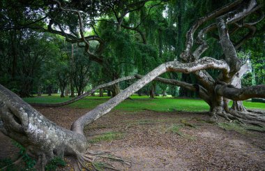 Kandy, Sri Lanka 'daki Peradeniya Kraliyet Botanik Bahçesi