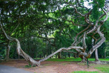 Kandy, Sri Lanka 'daki Peradeniya Kraliyet Botanik Bahçesi