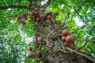 Kandy, Sri Lanka 'daki Peradeniya Kraliyet Botanik Bahçesi