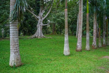 Kandy, Sri Lanka 'daki Peradeniya Kraliyet Botanik Bahçesi